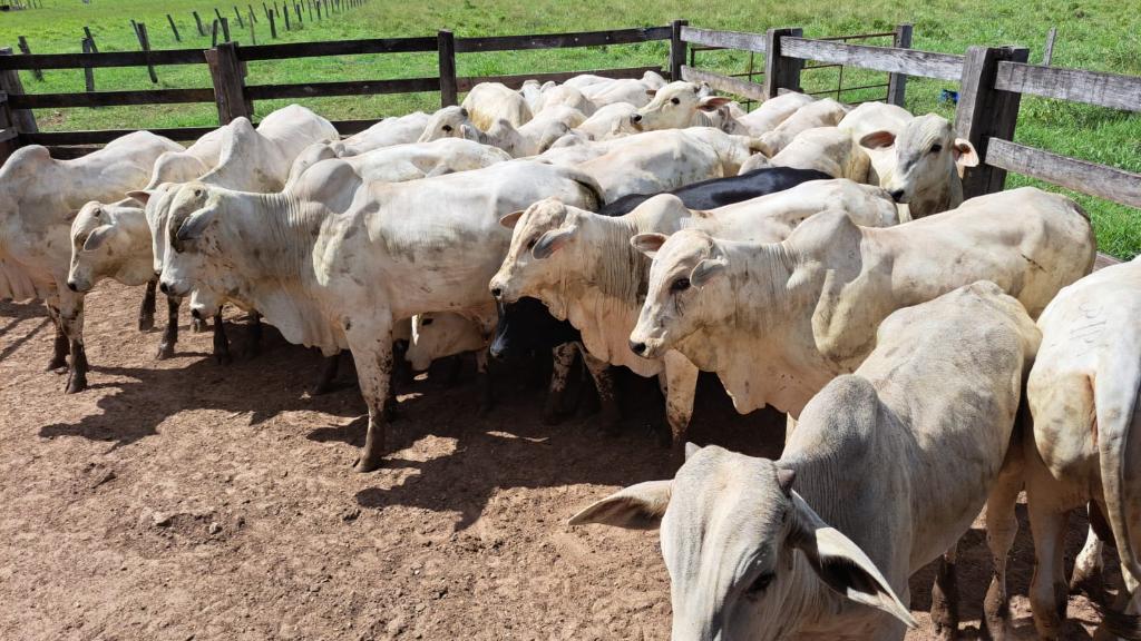 Acusado de liderar esquema de furto de gado com prejuízo de mais de R$ 400 mil é preso em Mato Grosso