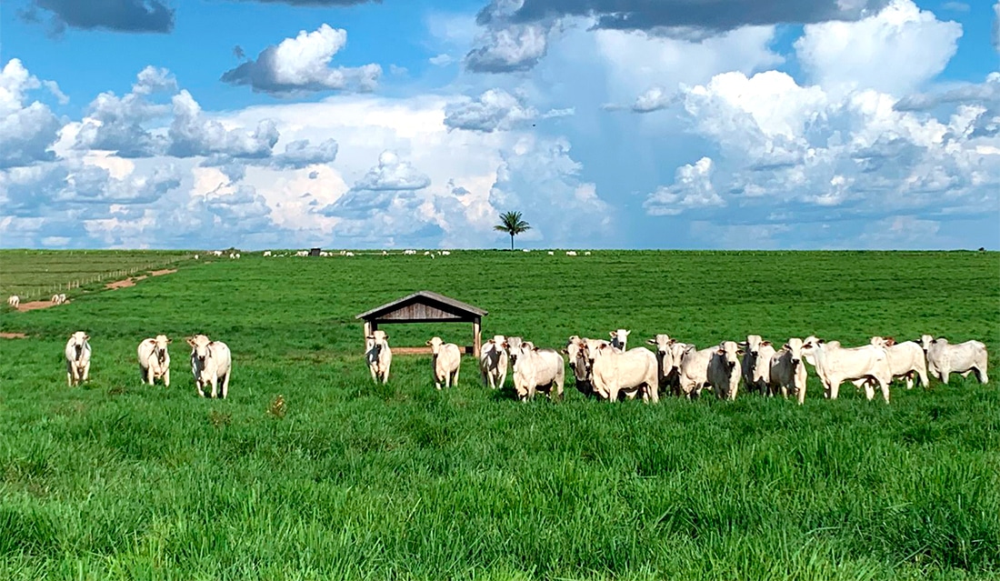 Arroba do boi em Mato Grosso sobe 1,5% na segunda quinzena de setembro