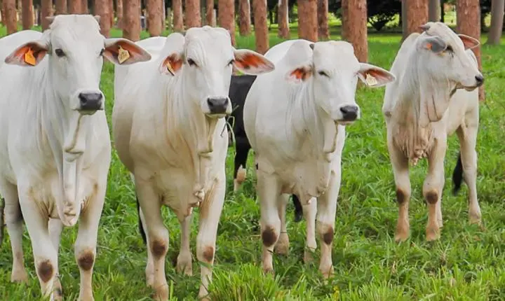 Pesquisa da UFMT sobre carne carbono neutro é publicada em revista internacional